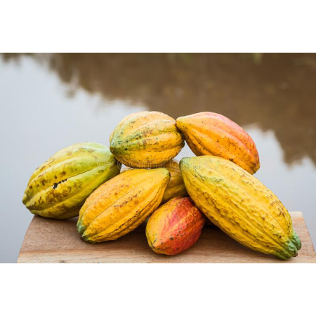 olabio_cacao_criollo3